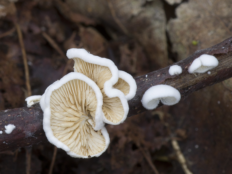 Crepidotus epibryus